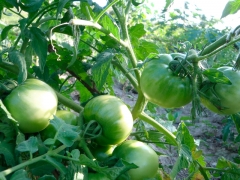 First fruits...