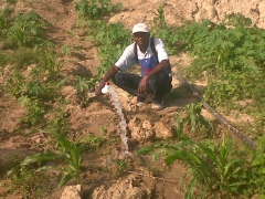Pond watered vegetable garden...