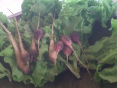 Pond watered veggies...